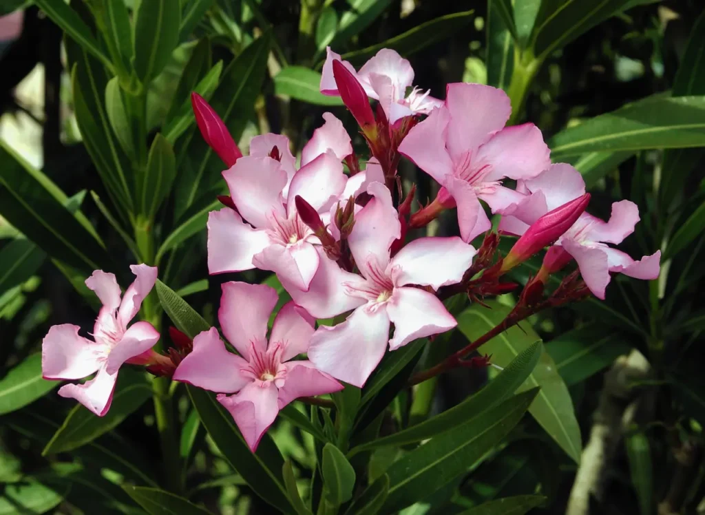 Oleander Flower 3