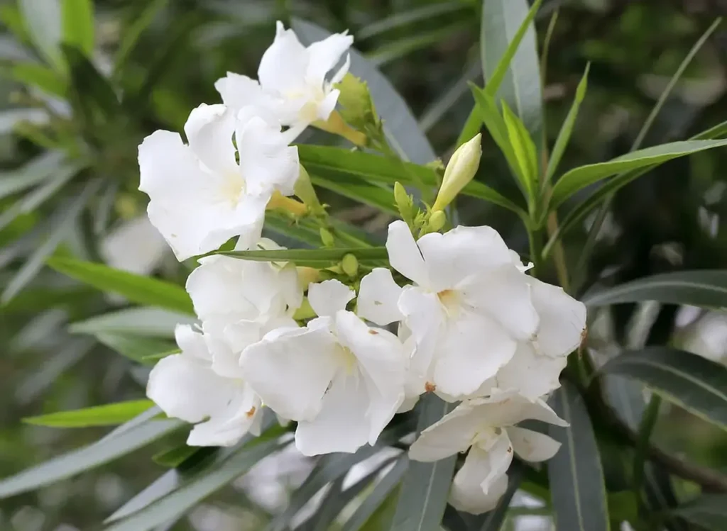 Oleander Flower 8