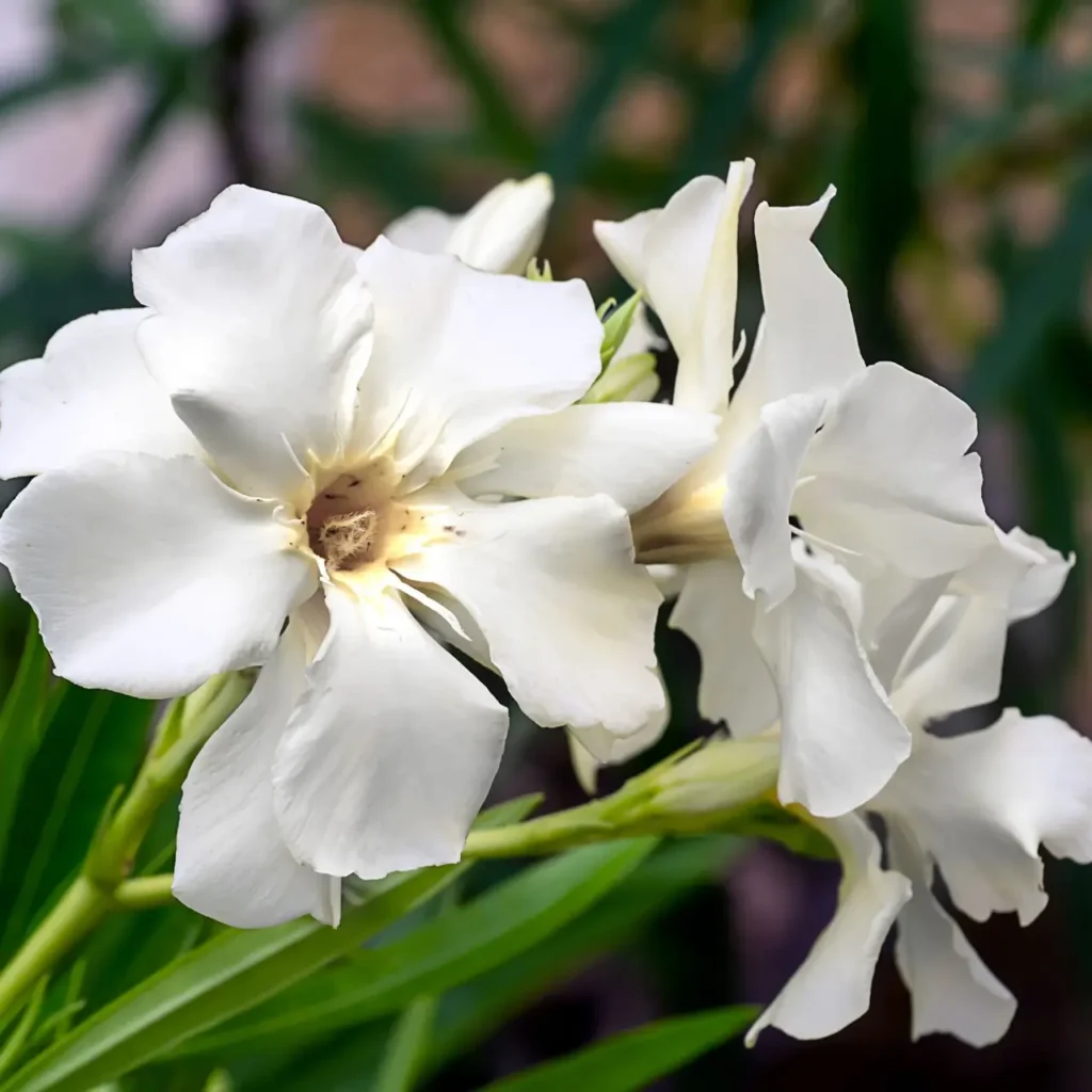 Oleander Flower 9
