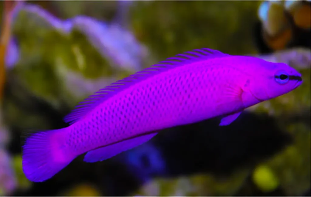 Orchid Dottyback 1