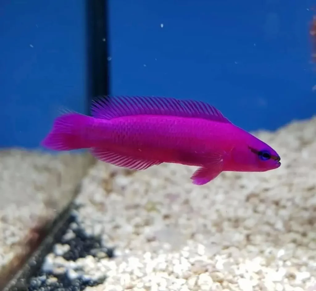 Orchid Dottyback 2