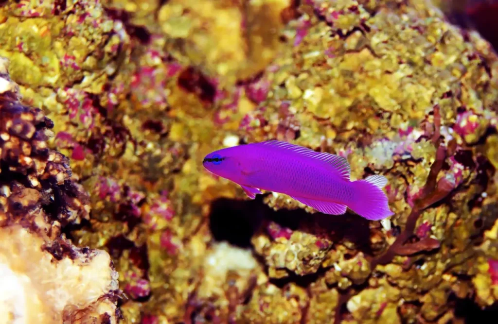 Orchid Dottyback 3