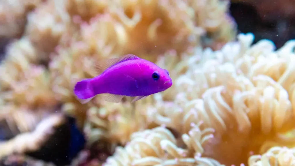 Orchid Dottyback 4