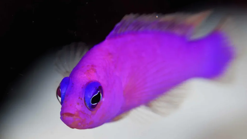Orchid Dottyback 5