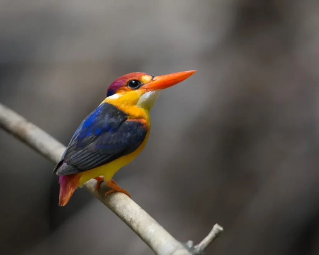 Oriental Dwarf Kingfisher 12