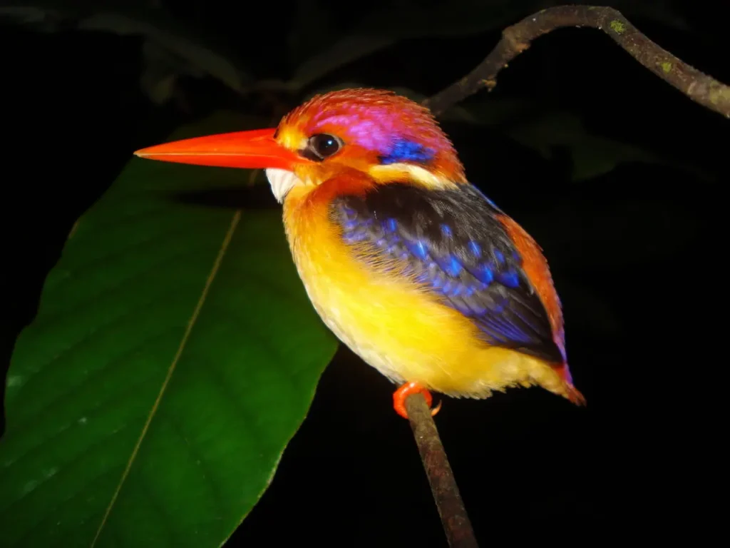 Oriental Dwarf Kingfisher 20