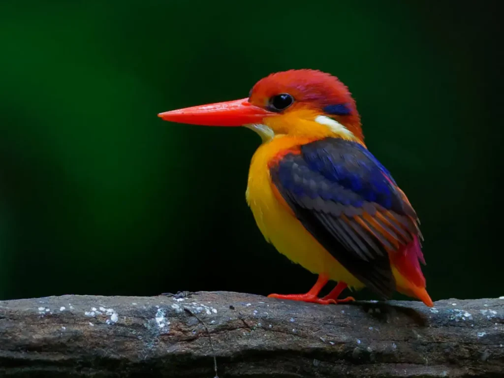 Oriental Dwarf Kingfisher 3