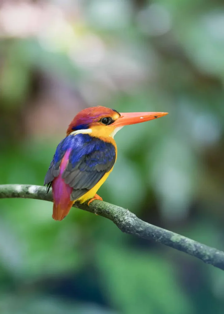 Oriental Dwarf Kingfisher 6