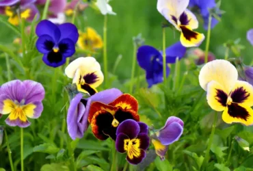 Pansy Flower 8