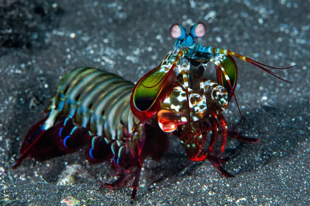 Peacock Mantis Shrimp 1