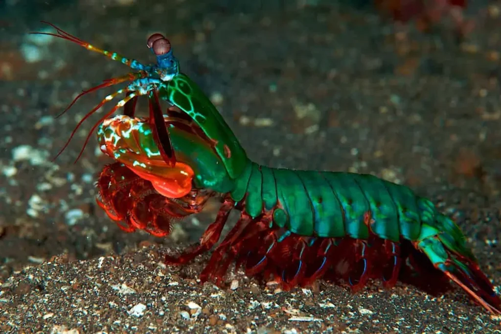 Peacock Mantis Shrimp 14