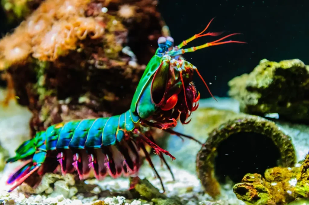 Peacock Mantis Shrimp 16