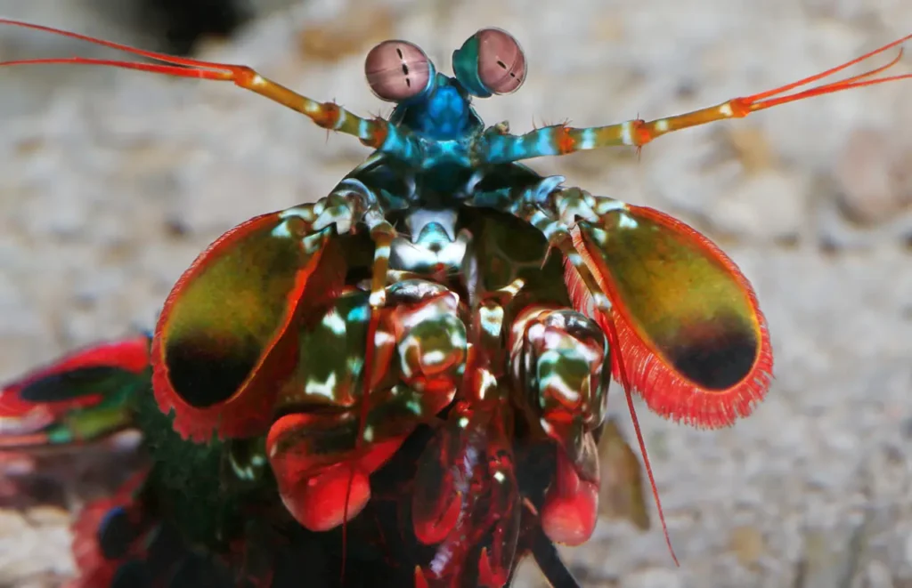 Peacock Mantis Shrimp 18