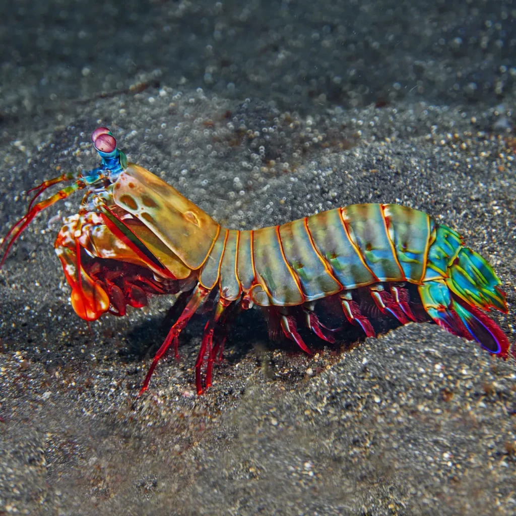 Peacock Mantis Shrimp 2
