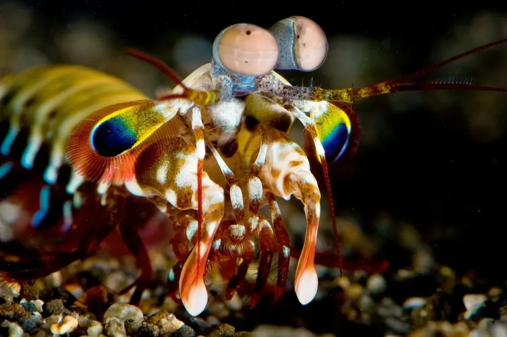 Peacock Mantis Shrimp 20