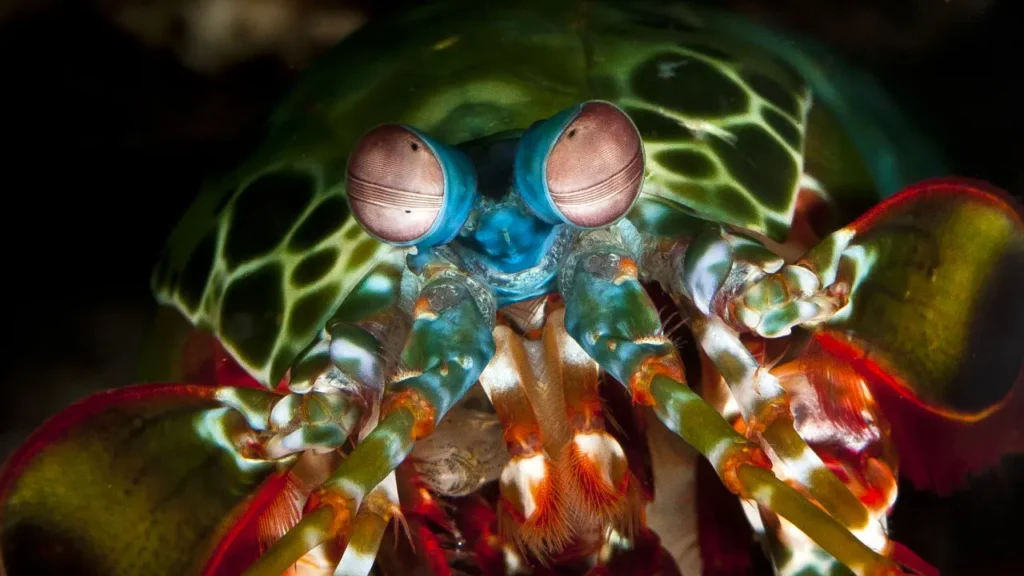 Peacock Mantis Shrimp 23