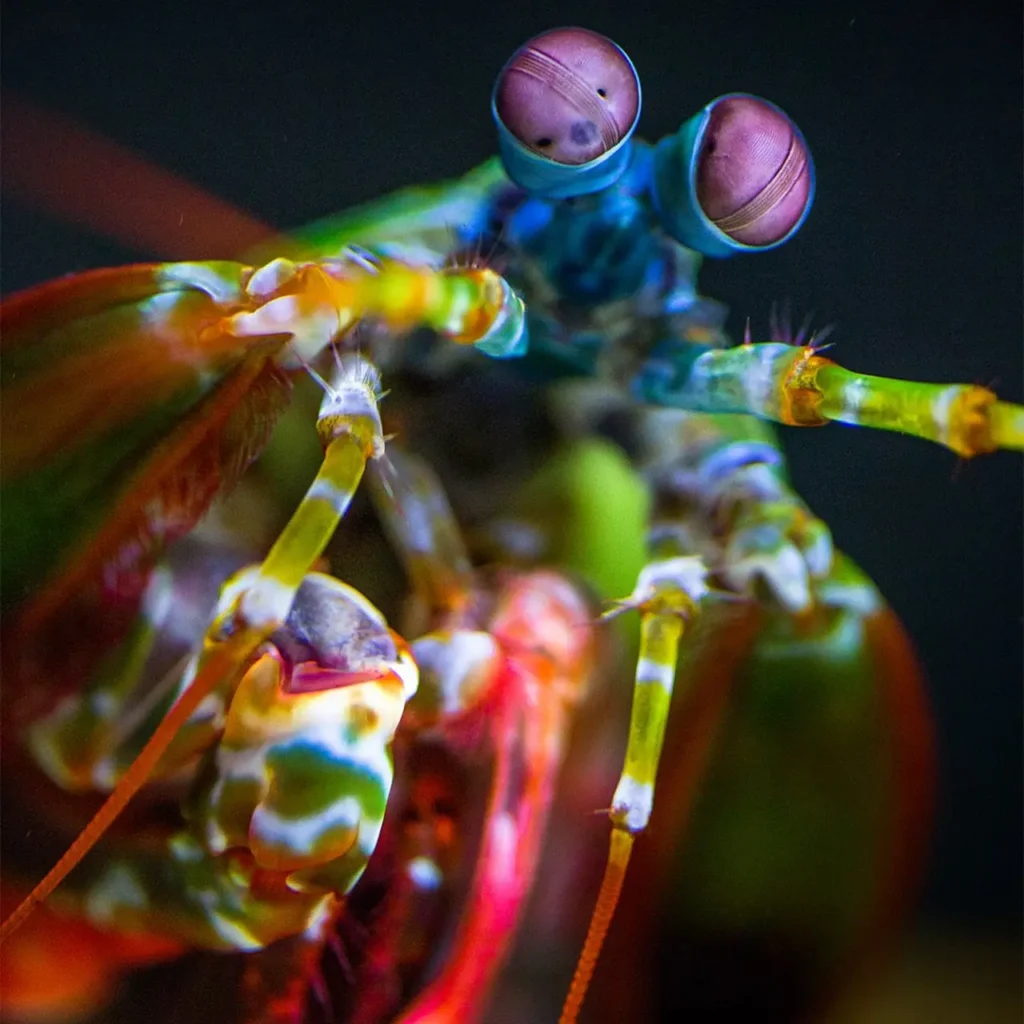 Peacock Mantis Shrimp 24