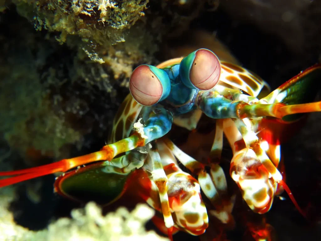 Peacock Mantis Shrimp 26