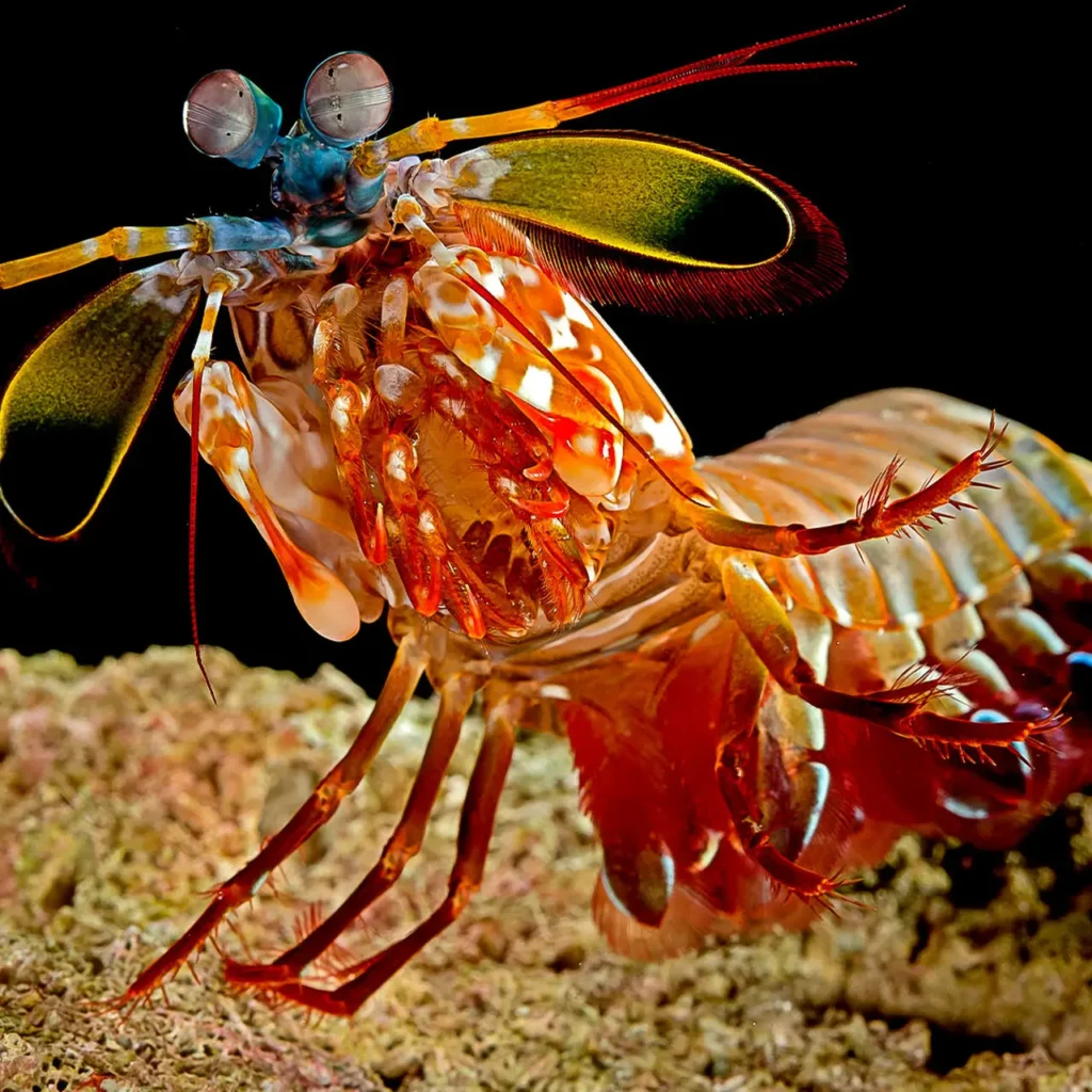 Peacock Mantis Shrimp 28