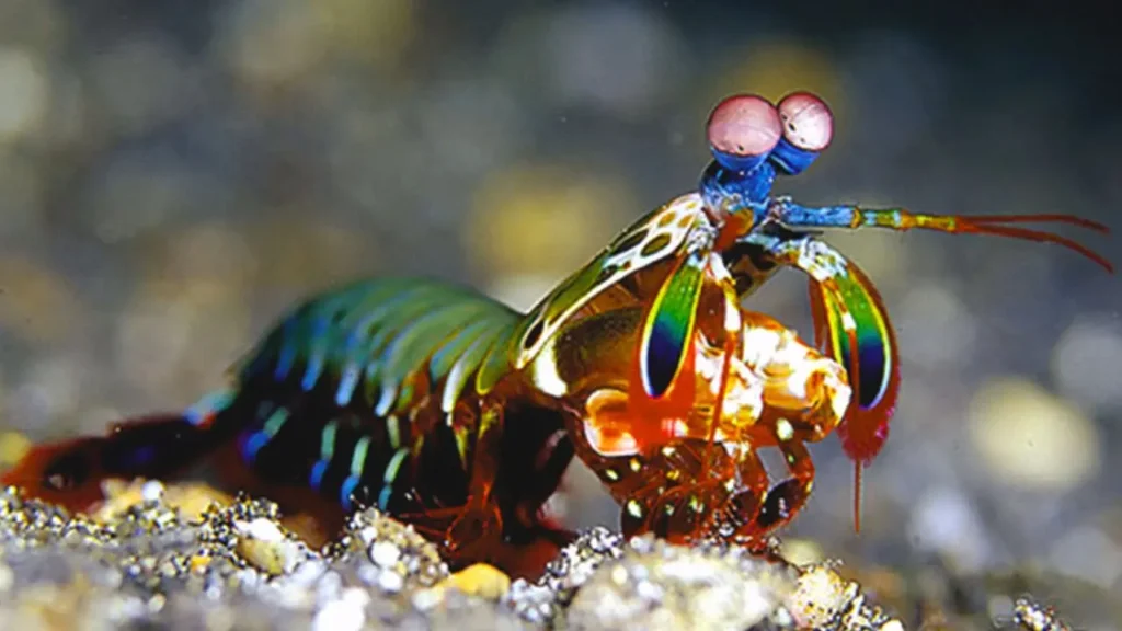 Peacock Mantis Shrimp 3