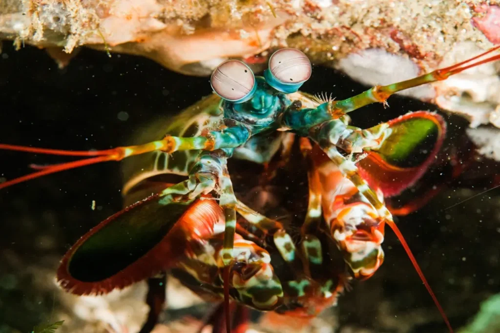 Peacock Mantis Shrimp 4