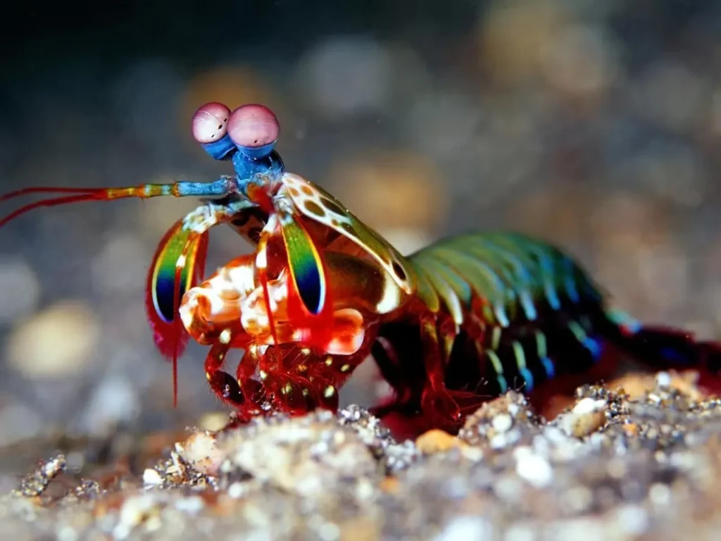 Peacock Mantis Shrimp 5