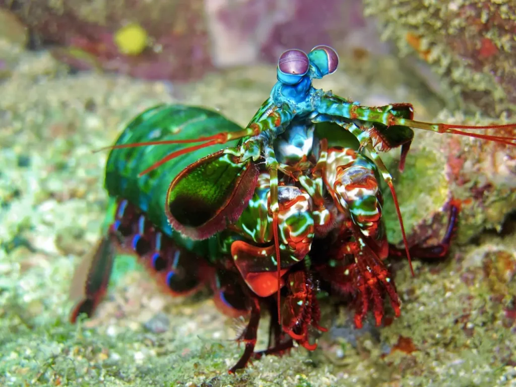 Peacock Mantis Shrimp 6