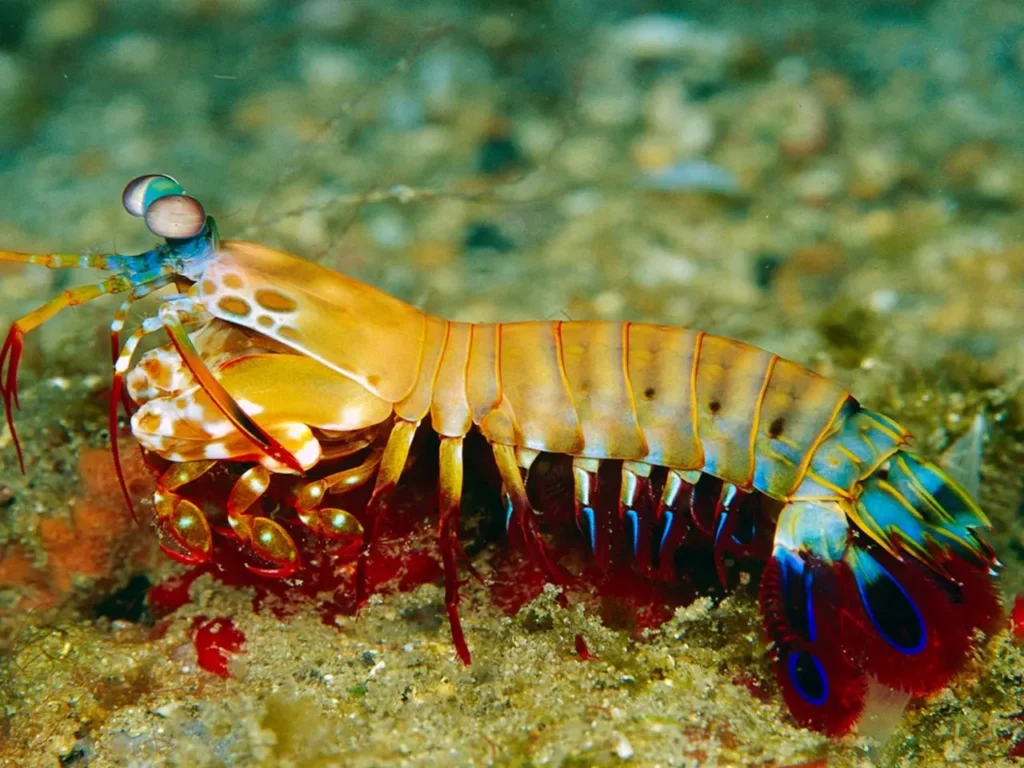Peacock Mantis Shrimp 7