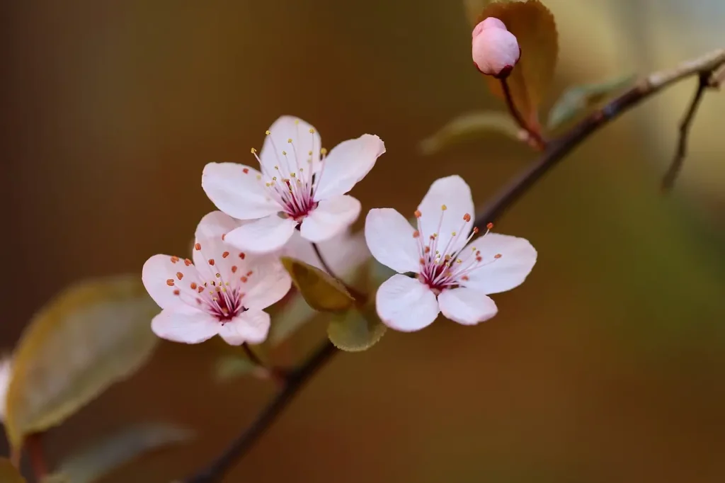 Plum Blossoms 5