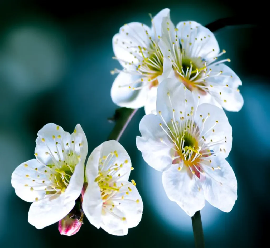Plum Blossoms 8