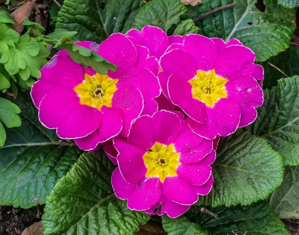 Primrose Flower 10