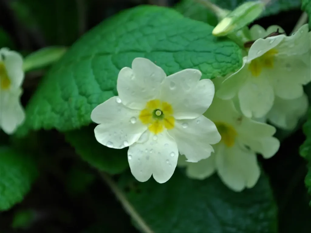 Primrose Flower 11