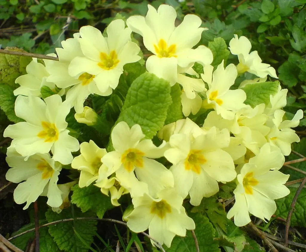 Primrose Flower 13