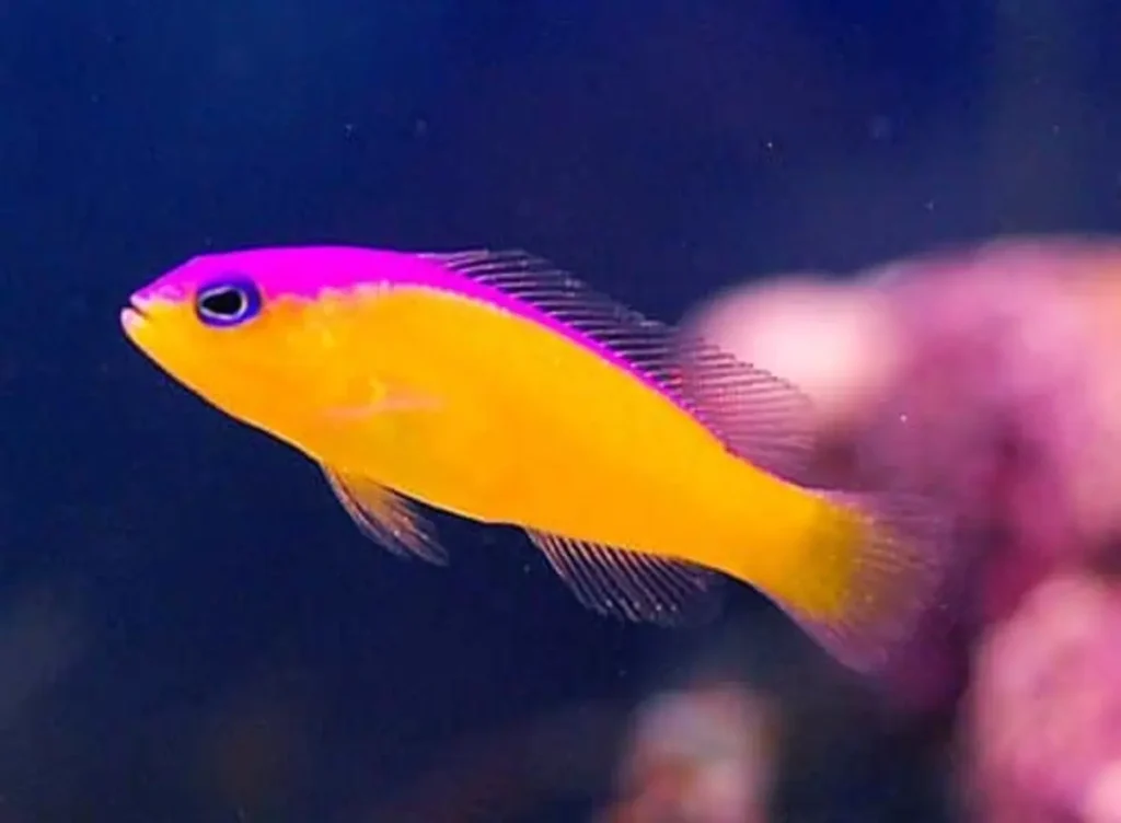 Pseudochromis Diadema 1
