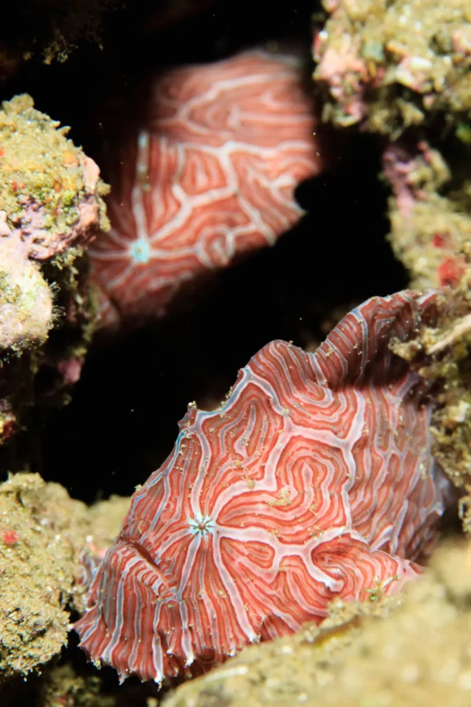 Psychedelic Frogfish 10