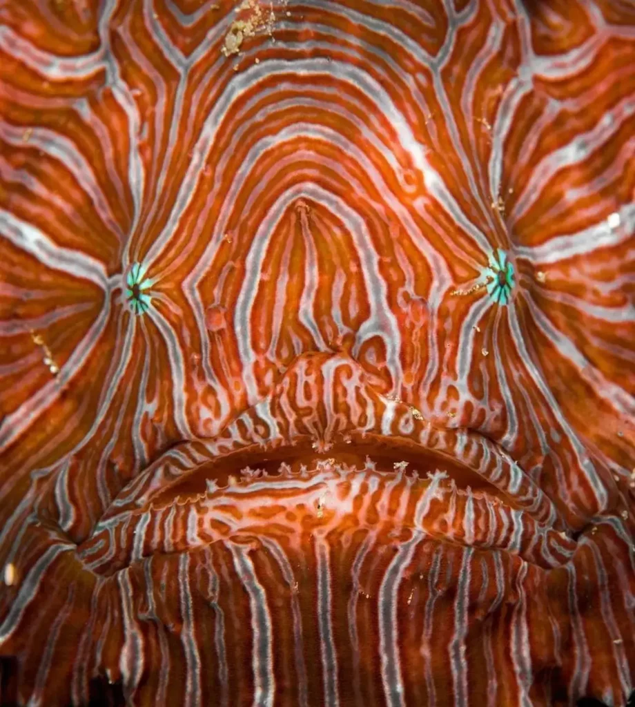 Psychedelic Frogfish 5