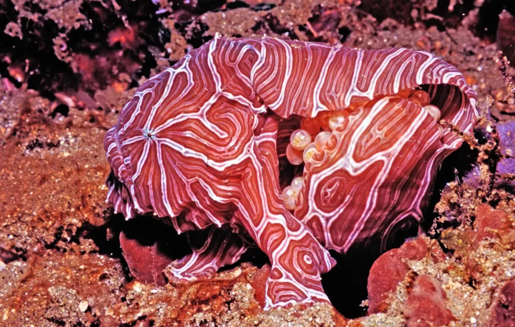 Psychedelic Frogfish 7