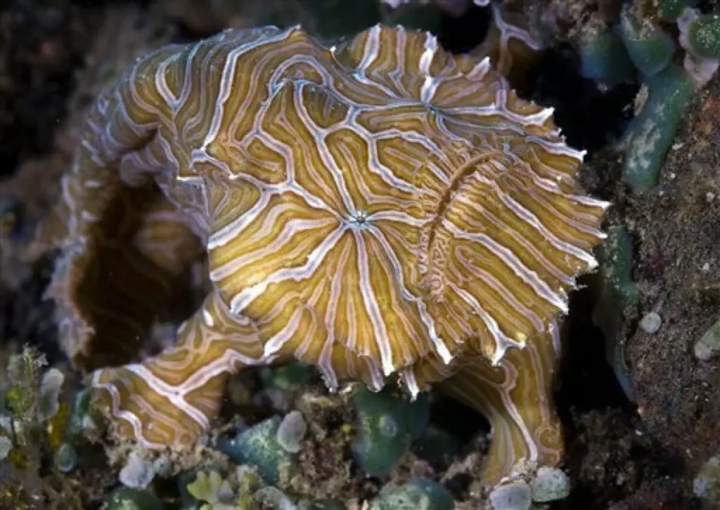 Psychedelic Frogfish 9