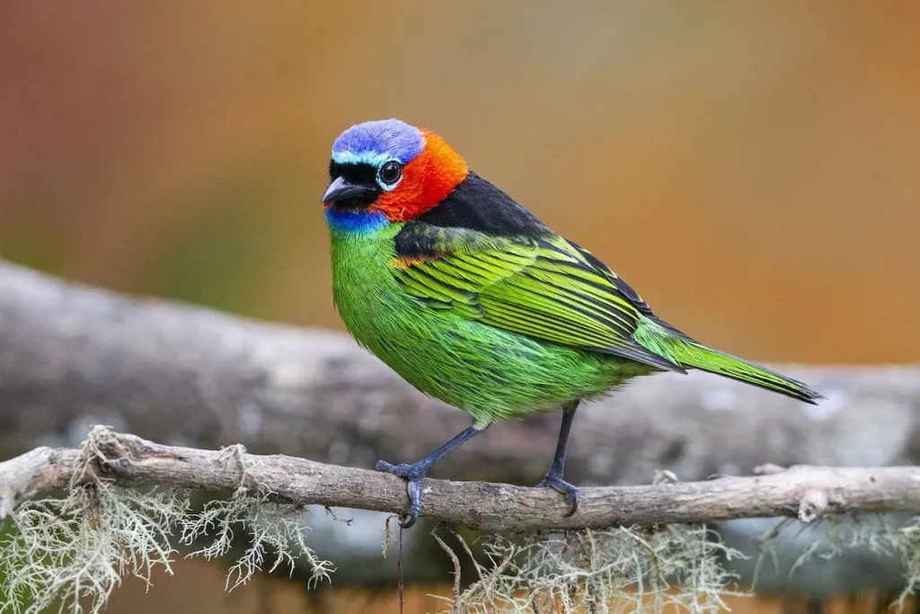 Red Necked Tanager 1