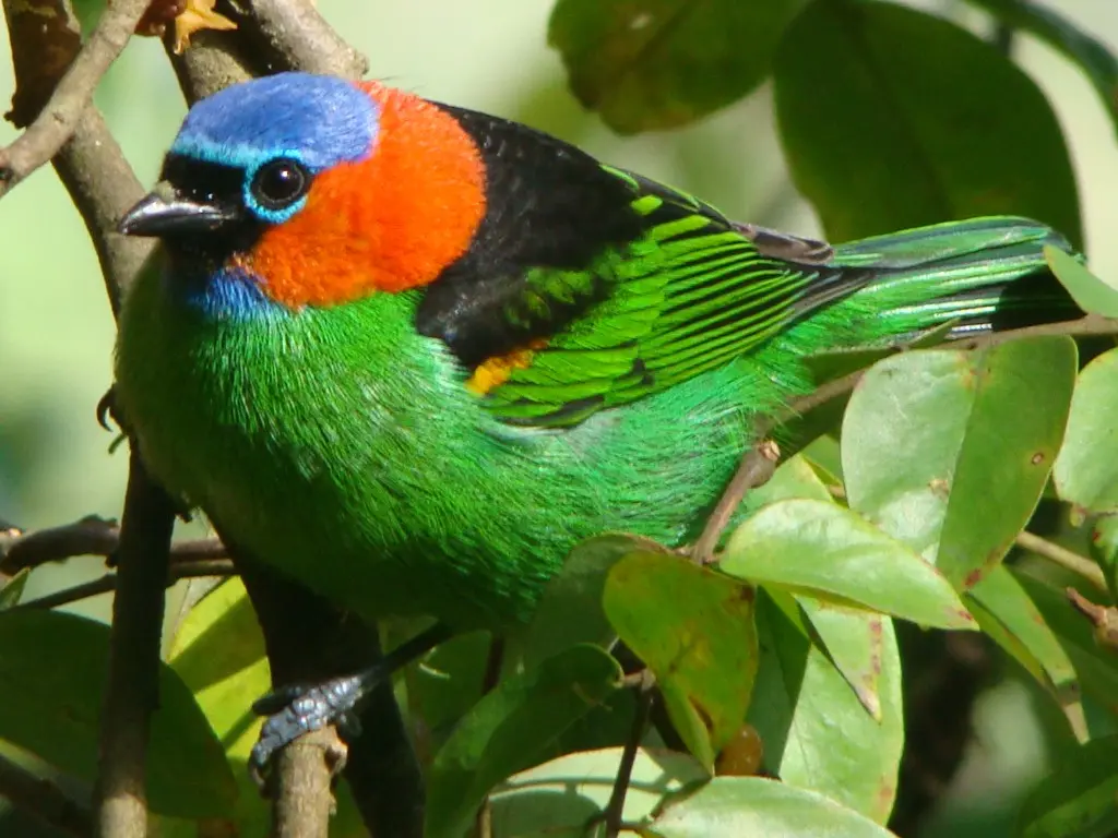 Red Necked Tanager 10