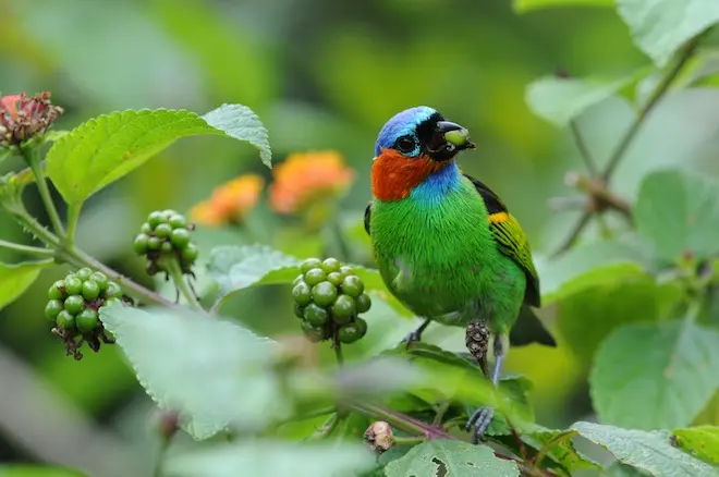 Red Necked Tanager 11
