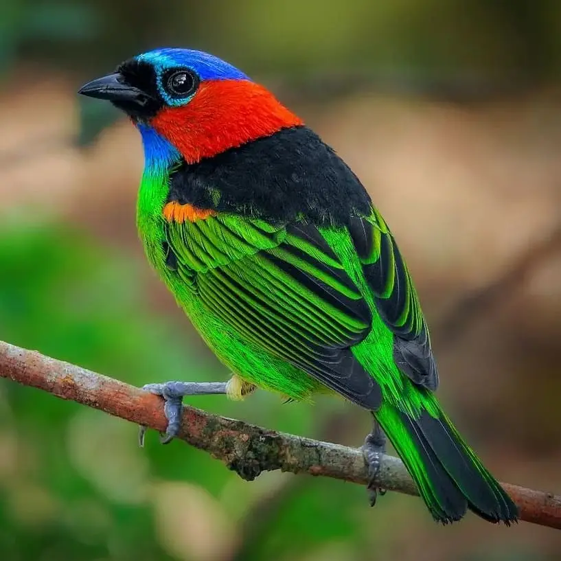 Red Necked Tanager 12