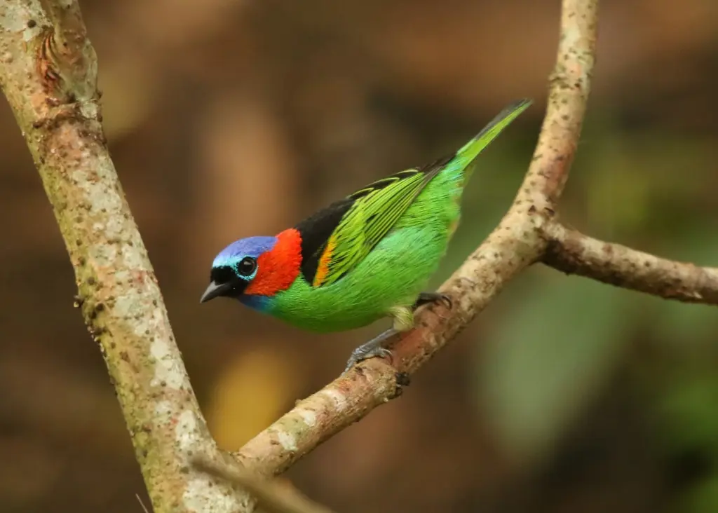 Red Necked Tanager 14
