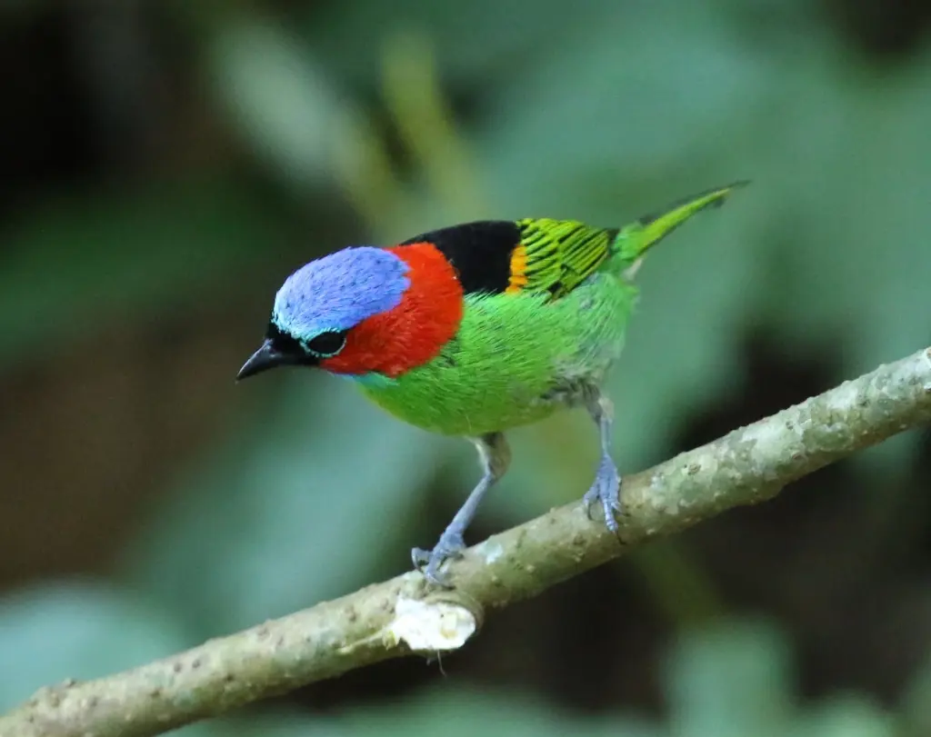 Red Necked Tanager 15