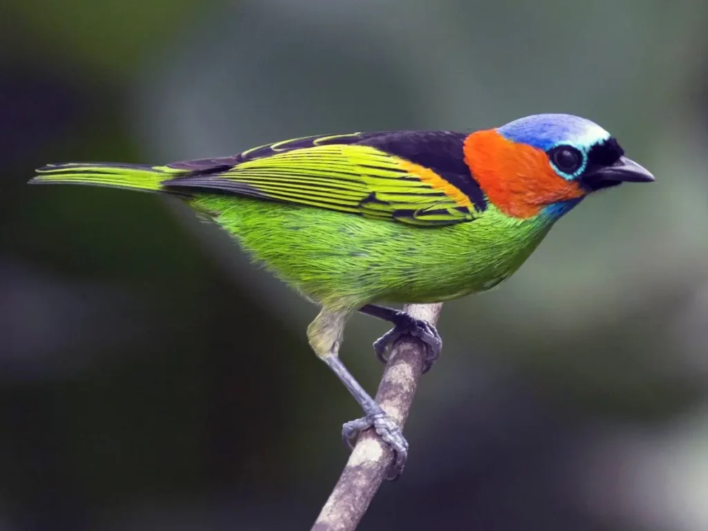 Red Necked Tanager 16