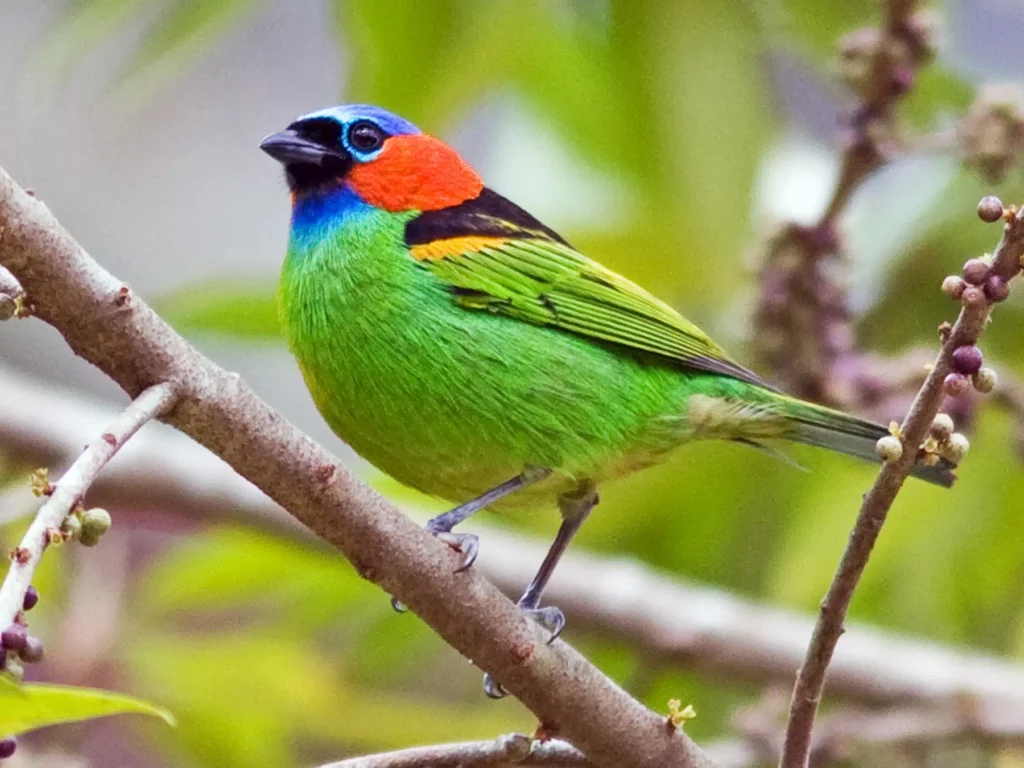 Red Necked Tanager 18