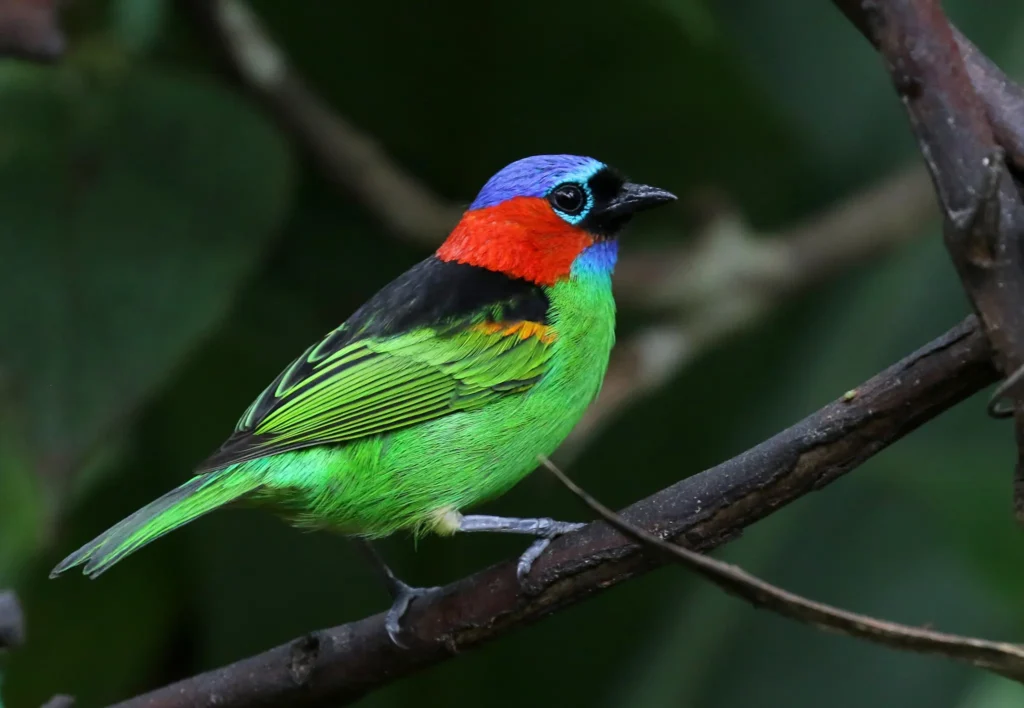 Red Necked Tanager 2
