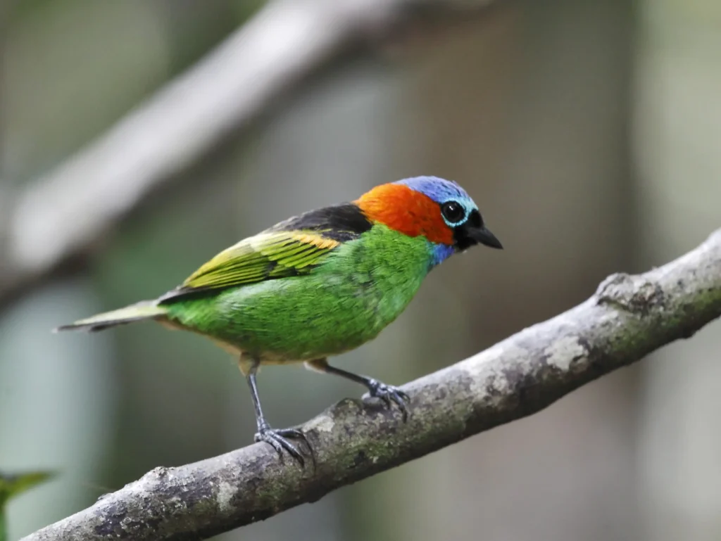Red Necked Tanager 20
