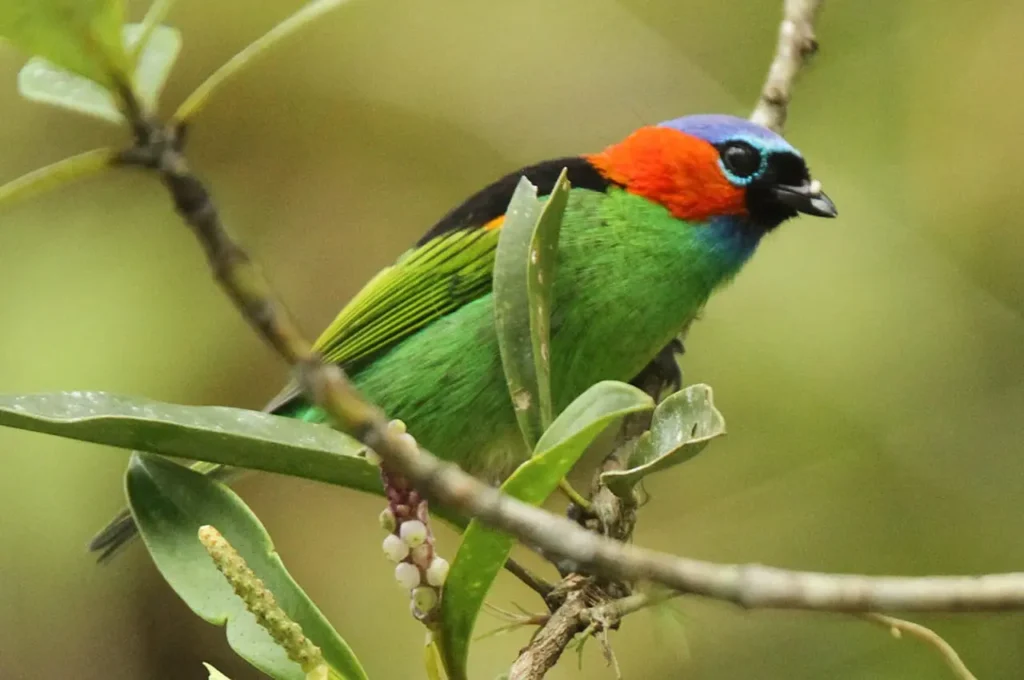 Red Necked Tanager 21
