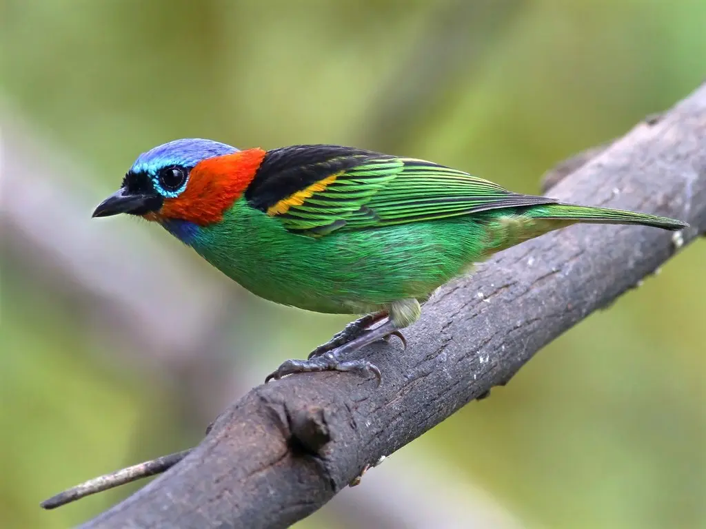 Red Necked Tanager 23